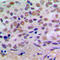 CAMP Responsive Element Binding Protein 1 antibody, LS-C352055, Lifespan Biosciences, Immunohistochemistry frozen image 