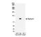 Gephyrin antibody, NBP2-34859, Novus Biologicals, Western Blot image 