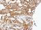 Lysyl Oxidase Like 2 antibody, NBP1-32954, Novus Biologicals, Immunohistochemistry frozen image 