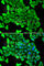 MYH1 antibody, A6935, ABclonal Technology, Immunofluorescence image 