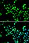 EEF1A Lysine And N-Terminal Methyltransferase antibody, LS-C747678, Lifespan Biosciences, Immunofluorescence image 