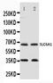 Solute Carrier Family 6 Member 1 antibody, PA1721, Boster Biological Technology, Western Blot image 