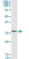 BCL2 Interacting Protein 3 Like antibody, LS-C139429, Lifespan Biosciences, Immunoprecipitation image 
