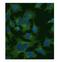 Clathrin Heavy Chain antibody, LS-C348290, Lifespan Biosciences, Immunofluorescence image 