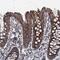 GTP Binding Protein 3, Mitochondrial antibody, PA5-59895, Invitrogen Antibodies, Immunohistochemistry paraffin image 