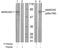 Myristoylated Alanine Rich Protein Kinase C Substrate antibody, GTX79020, GeneTex, Western Blot image 