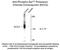 Solute Carrier Family 12 Member 5 antibody, NBP2-29513, Novus Biologicals, Western Blot image 