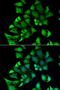 Ectonucleoside Triphosphate Diphosphohydrolase 2 antibody, MBS129840, MyBioSource, Immunofluorescence image 