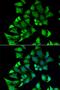 Ectonucleoside Triphosphate Diphosphohydrolase 2 antibody, MBS129840, MyBioSource, Immunofluorescence image 