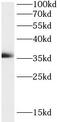 MOSC domain-containing protein 2, mitochondrial antibody, FNab05275, FineTest, Western Blot image 