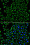 Transcobalamin 2 antibody, 19-837, ProSci, Immunofluorescence image 