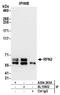 Ribophorin II antibody, A304-265A, Bethyl Labs, Immunoprecipitation image 