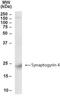 Synaptogyrin 4 antibody, NB300-984, Novus Biologicals, Western Blot image 