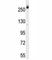 Carbamoyl-Phosphate Synthetase 2, Aspartate Transcarbamylase, And Dihydroorotase antibody, F41205-0.4ML, NSJ Bioreagents, Western Blot image 