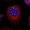 5-Hydroxytryptamine Receptor 2A antibody, NBP1-90318, Novus Biologicals, Immunofluorescence image 