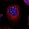 5-Hydroxytryptamine Receptor 2A antibody, NBP1-90318, Novus Biologicals, Immunofluorescence image 