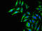 Mitogen-Activated Protein Kinase 11 antibody, orb48747, Biorbyt, Immunofluorescence image 