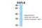 EGF Like Domain Multiple 8 antibody, ARP42656_T100, Aviva Systems Biology, Western Blot image 