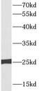 Transcription Factor A, Mitochondrial antibody, FNab08615, FineTest, Western Blot image 