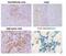 Toll Like Receptor 7 antibody, DDX0500P-100, Novus Biologicals, Immunohistochemistry paraffin image 