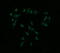 Mitogen-Activated Protein Kinase Kinase 1 antibody, LS-C174636, Lifespan Biosciences, Immunofluorescence image 
