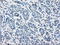 Proteasome Subunit Alpha 7 antibody, LS-C114782, Lifespan Biosciences, Immunohistochemistry paraffin image 