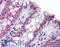 Indoleamine 2,3-Dioxygenase 1 antibody, LS-B1746, Lifespan Biosciences, Immunohistochemistry frozen image 