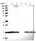 Small Ubiquitin Like Modifier 4 antibody, HPA042123, Atlas Antibodies, Western Blot image 