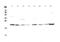 Glyoxalase I antibody, PA5-79315, Invitrogen Antibodies, Western Blot image 