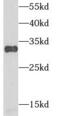Adenylate Kinase 2 antibody, FNab00244, FineTest, Western Blot image 