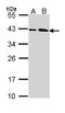 SUMO1 Activating Enzyme Subunit 1 antibody, LS-C186319, Lifespan Biosciences, Western Blot image 