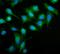 Mitochondrial Elongation Factor 1 antibody, A06887-1, Boster Biological Technology, Immunofluorescence image 