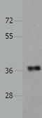 Partitioning defective 6 homolog alpha antibody, TA323361, Origene, Western Blot image 