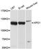 Exportin 1 antibody, MBS127868, MyBioSource, Western Blot image 