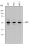 VRK Serine/Threonine Kinase 1 antibody, MAB5835, R&D Systems, Western Blot image 
