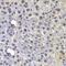 Far Upstream Element Binding Protein 3 antibody, MBS9128771, MyBioSource, Immunohistochemistry paraffin image 