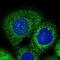 WD Repeat Domain 73 antibody, NBP1-82219, Novus Biologicals, Immunofluorescence image 