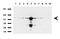 Formimidoyltransferase Cyclodeaminase antibody, LS-C796774, Lifespan Biosciences, Western Blot image 