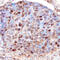 Protein Tyrosine Phosphatase Non-Receptor Type 1 antibody, AF1366, R&D Systems, Immunohistochemistry frozen image 
