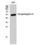 Synaptotagmin 10 antibody, A14108, Boster Biological Technology, Western Blot image 