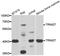 Zinc finger protein RFP antibody, abx004899, Abbexa, Western Blot image 