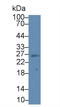 Suppressor Of Cytokine Signaling 3 antibody, LS-C302338, Lifespan Biosciences, Western Blot image 