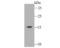 Myosin Light Chain 2 antibody, NBP2-67649, Novus Biologicals, Western Blot image 