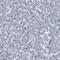 Plectin antibody, NBP1-84019, Novus Biologicals, Immunohistochemistry paraffin image 