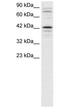 SRY-Box 18 antibody, PA1-24474, Invitrogen Antibodies, Western Blot image 