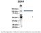 Early Endosome Antigen 1 antibody, ARP30074_P050, Aviva Systems Biology, Immunoprecipitation image 