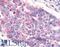 G Protein-Coupled Receptor 26 antibody, LS-A4112, Lifespan Biosciences, Immunohistochemistry paraffin image 