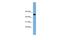 One Cut Homeobox 3 antibody, PA5-68888, Invitrogen Antibodies, Western Blot image 