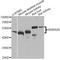 Adrenoceptor Alpha 2B antibody, A8535, ABclonal Technology, Western Blot image 