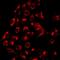 Serpin Family A Member 6 antibody, orb412381, Biorbyt, Immunofluorescence image 